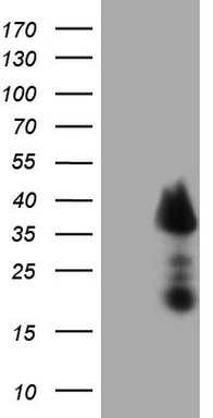 ErbB 4 (ERBB4) antibody