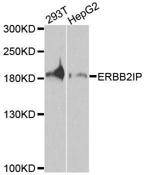 ERBB2IP antibody