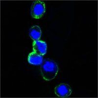 ERBB3 Antibody