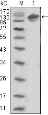 ERBB3 Antibody