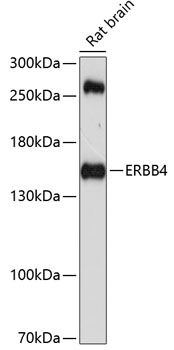 ERBB4 antibody
