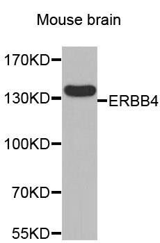 ERBB4 antibody