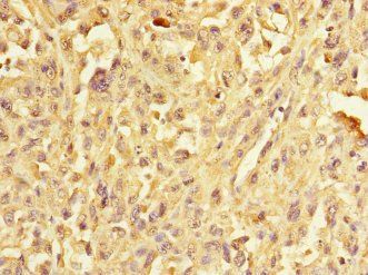 ERBIN Antibody