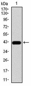 ERCC1 Antibody