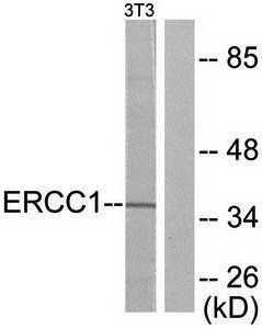 ERCC1 antibody