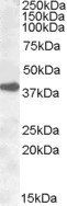 Goat anti-ERCC1 Antibody