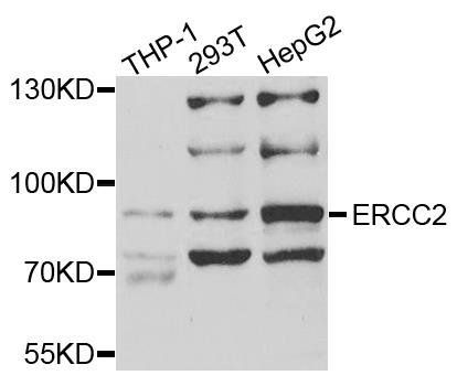 ERCC2 antibody