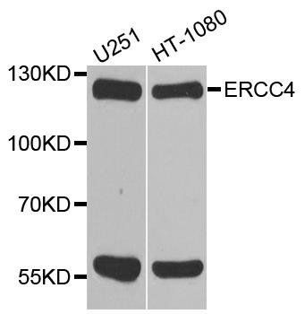 ERCC4 antibody