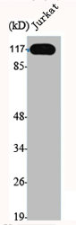 ERCC4 Antibody