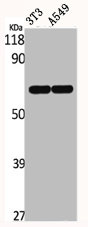 ERF antibody