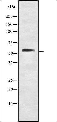 eRF3a antibody