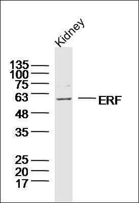 ERF antibody