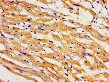 KCNH2 Antibody