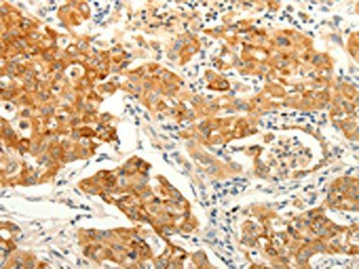 ERG Antibody