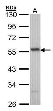 ERG antibody