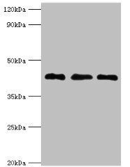 ERGIC2 Antibody