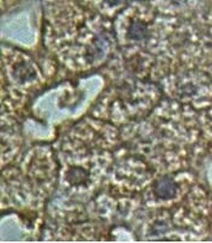 ERGIC3 Rabbit Polyclonal Antibody