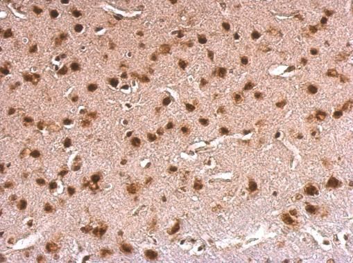 ERH Rabbit Polyclonal Antibody