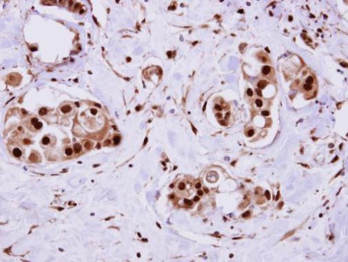 ERH Rabbit Polyclonal Antibody