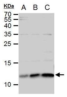 ERH Rabbit Polyclonal Antibody