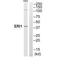 ERI1 antibody
