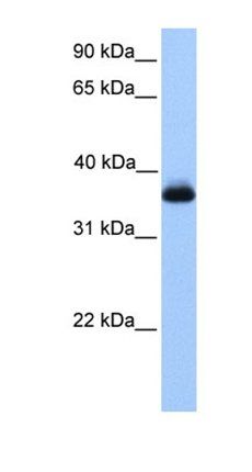 ERI2 antibody