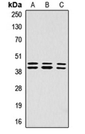 ERK1/2 (Phospho-T202/Y204) antibody