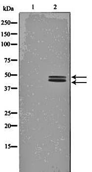 ERK1/2 (Phospho-Thr202) antibody