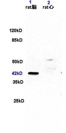 ERK2 antibody