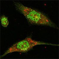 ERK2 Antibody