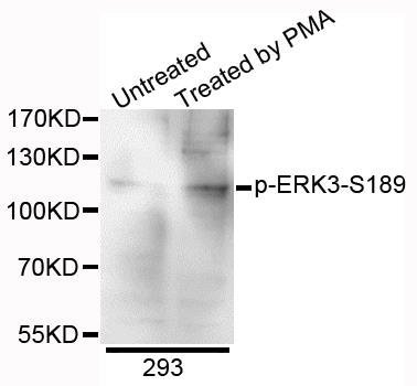 ERK3 (phospho-Ser189) antibody