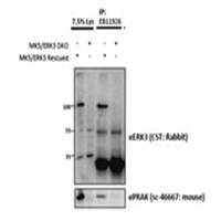 Goat anti-ERK3 / MAPK6 Antibody
