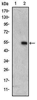 ERK3 Antibody