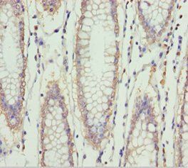 ERLIN2 antibody