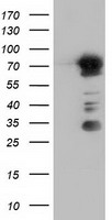 ERMAP antibody