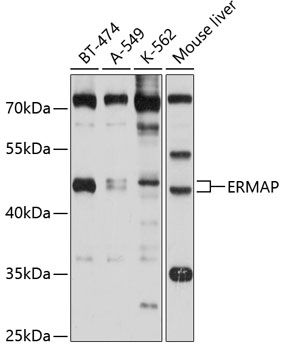 ERMAP antibody