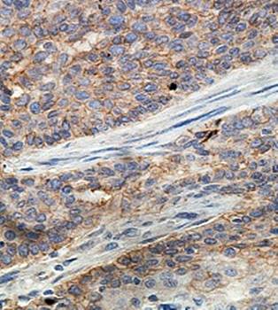 ERMAP Rabbit Polyclonal Antibody