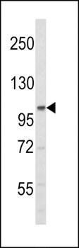 ERN2 antibody