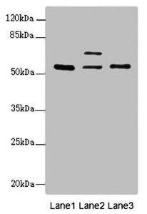 ERO1A antibody