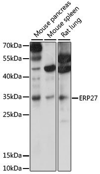 ERP27 antibody