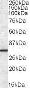 Goat anti-ERP29 Antibody
