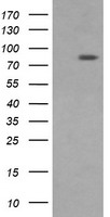 ERp57 (PDIA3) antibody