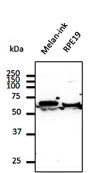 ERP57 Antibody