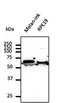 ERP57 antibody