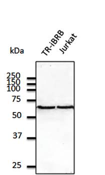 ERP57 antibody