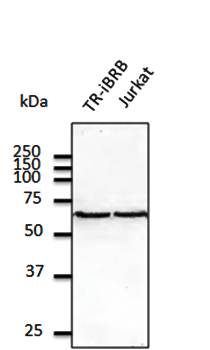 ERP57 Antibody