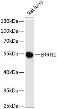 ERRFI1 antibody