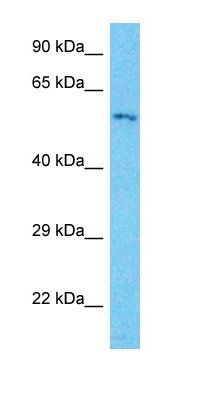 ERVFRD-1 antibody