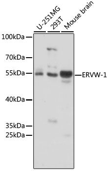 ERVW-1 antibody