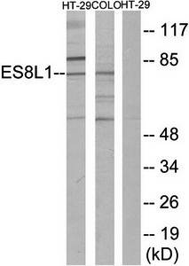 ES8L1 antibody